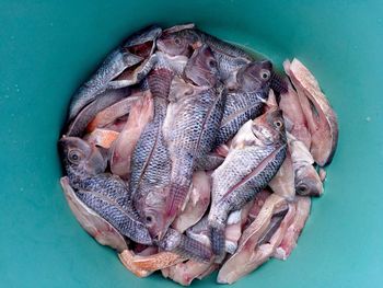 High angle view of fish in container