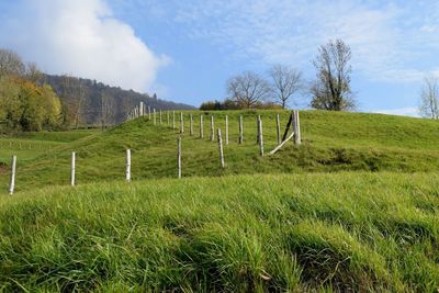 Scenic view of field against sky