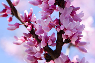 Low angle view of pink flowers blooming on tree