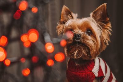 Close-up portrait of dog at home