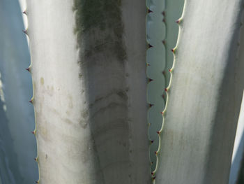 Close-up of plant