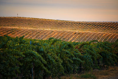 View of vineyard against sky