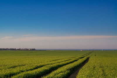 Scenic view of agricultural field against blue sky