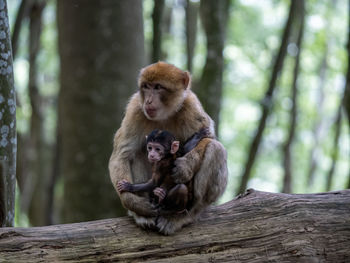 Close-up of monkey
