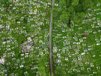 High angle view of trees in forest