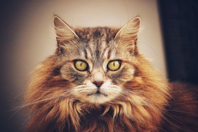 Close-up portrait of cat