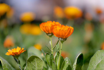 Close-up of orange flowering plant