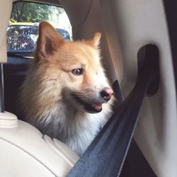 Close-up of dog sitting in car