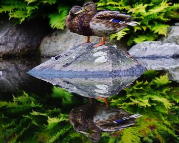 Close-up of bird perching on feeder