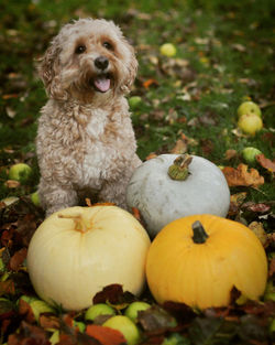 Portrait of a dog with pumpkins 