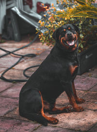 Portrait of dog sitting on footpath