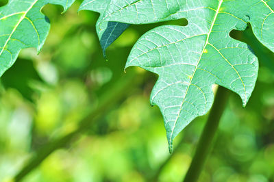 Close-up of papaya leaves