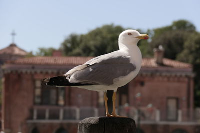 Close-up of seagull perching on wooden post against building