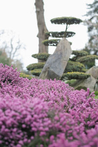 Close-up of flowers growing on tree