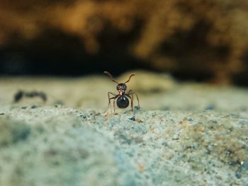 Close-up of ant on rock