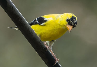 Close-up of bird perching on a branch