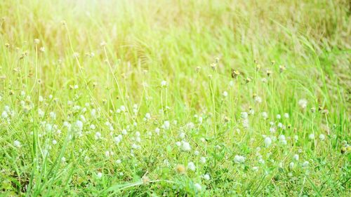 Full frame shot of flowering plants on field