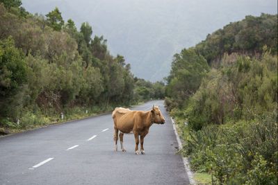 Horse standing on road amidst trees