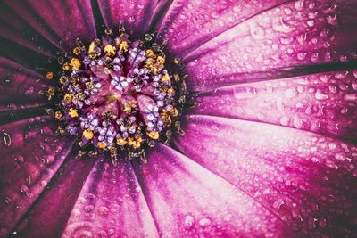 Full frame shot of purple flowering plant