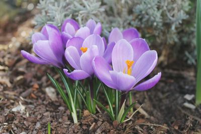 Close-up of purple flowers blooming in field