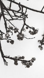 Close-up of snow on branch against sky