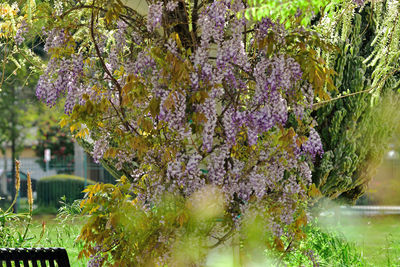 Close-up of purple flowering plants by water