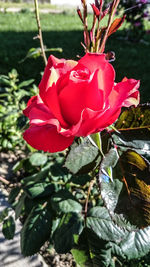 Close-up of red rose