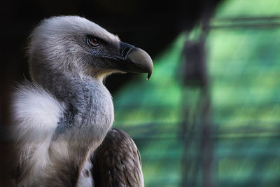 Close-up of a bird