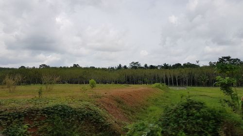 Panoramic shot of trees on field against sky