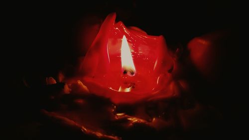 Close-up of red flower