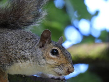 Close-up of squirrel