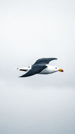 Close-up of seagull flying against clear sky