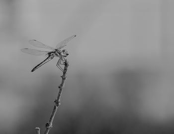 Close-up of dragonfly on plant