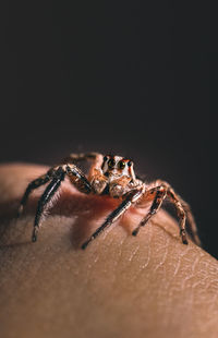 Close-up of spider on web against black background