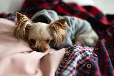 High angle view of puppy sleeping on bed at home