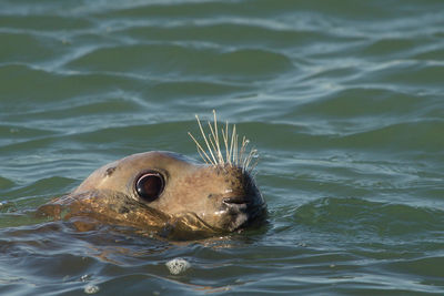 Close-up of fish in water