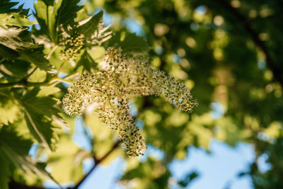 Young blooming cluster of grapes on the grape vine on vineyard with the sunset sky on the background