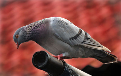 Low angle view of pigeon perching on rod