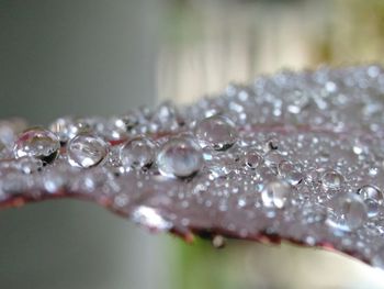 Close-up of water drops on leaf