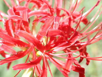 Close-up of red flowering plant