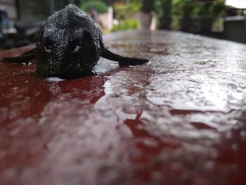 Close-up of wet black cat on floor