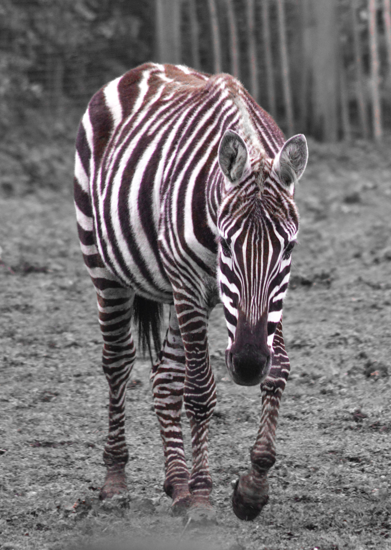 Maneless zebra