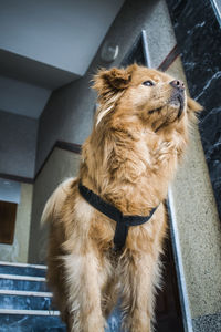 Dog looking away while sitting on floor