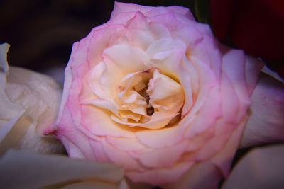 Close-up of pink rose