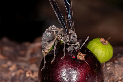 Close-up of apples