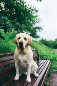 Portrait of dog sitting on bench in park