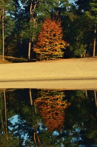 Trees by lake in forest during autumn