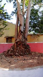 Close-up of hand on tree trunk