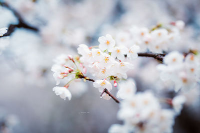 Close-up of cherry blossom