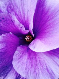 Close-up of purple flower